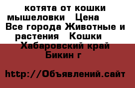 котята от кошки мышеловки › Цена ­ 10 - Все города Животные и растения » Кошки   . Хабаровский край,Бикин г.